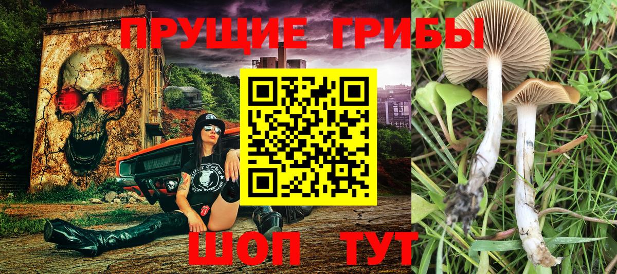 Псилоцибиновые грибы мицелий Гудермес